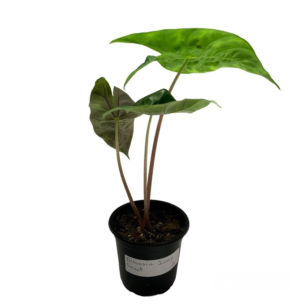 Alocasia Ivory Coast Rooted In Small Pot Indoor Live Houseplant